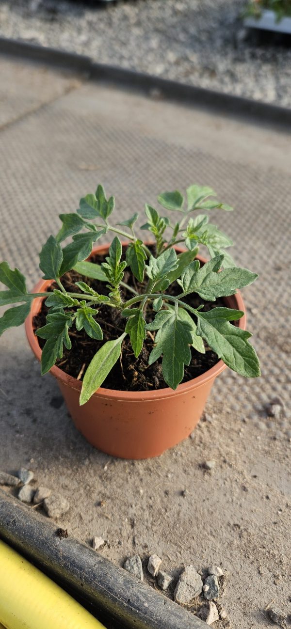 Tomato 'Sweet Million'2 Tomato 'Sweet Million'