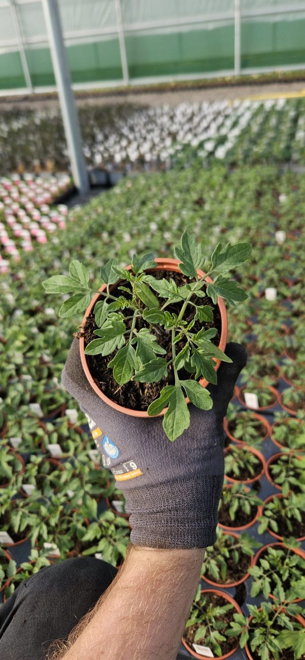 Tomato 'Sweet Million'3 Tomato 'Sweet Million'