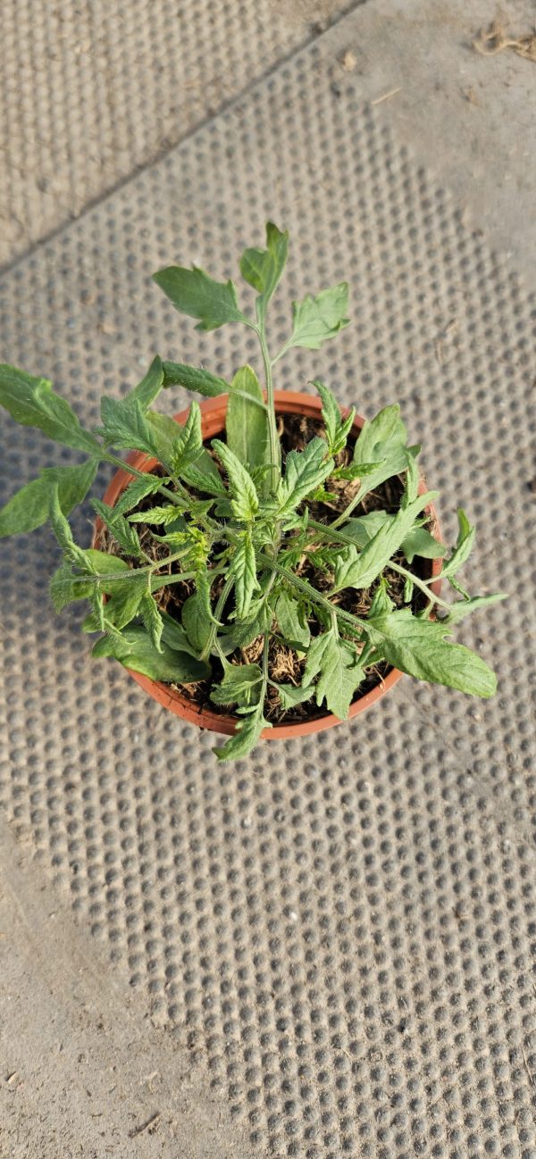 Tomato 'Tumbling Tom Red' Tomato 'Tumbling Tom Red'
