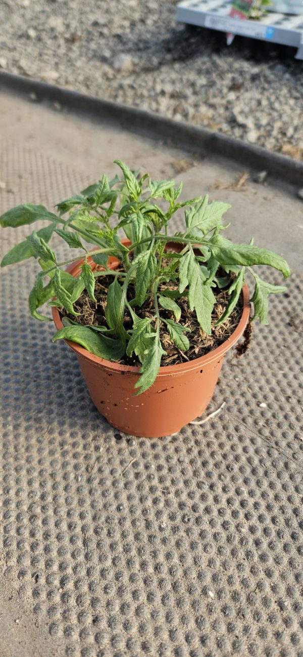 Tomato 'Tumbling Tom Red'2 Tomato 'Tumbling Tom Red'