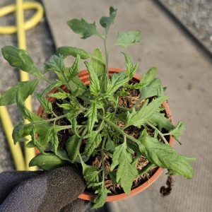 Tomato 'Tumbling Tom Red'
