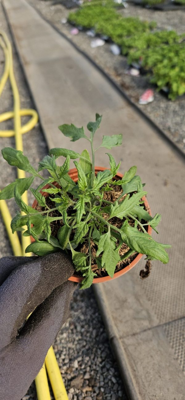 Tomato 'Tumbling Tom Red'3 Tomato 'Tumbling Tom Red'