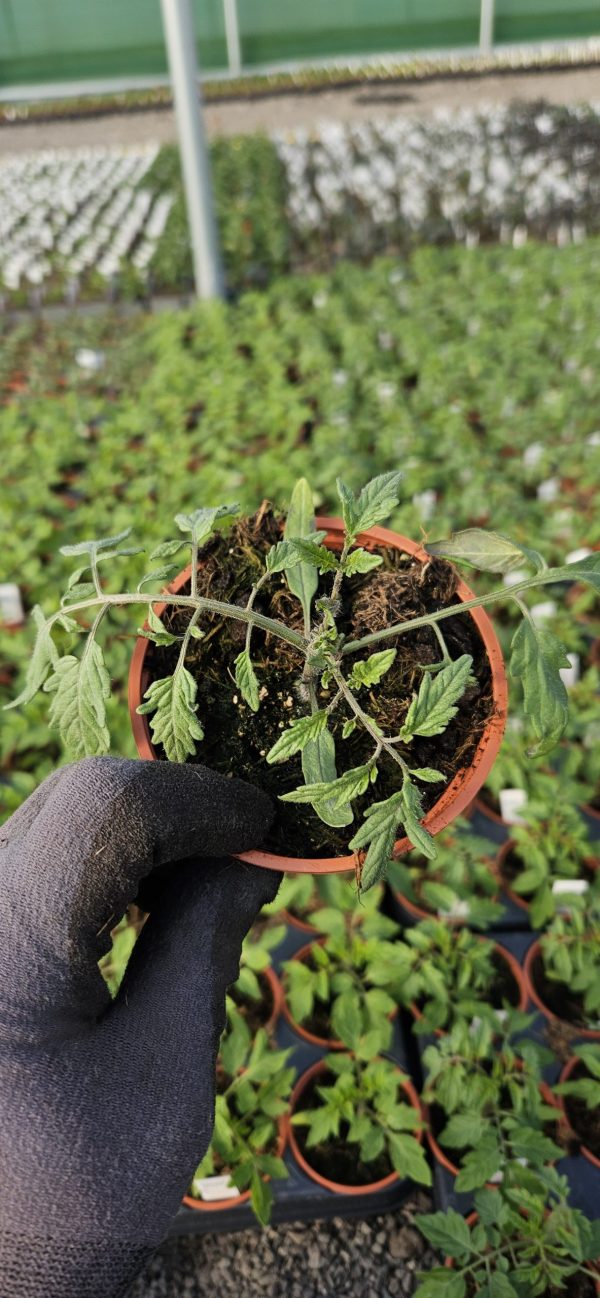 Tomato 'Tumbling Tom Yellow'2 Tomato Tumbling Tom Yellow