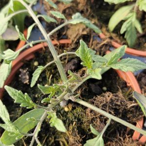 Tomato Tumbling Tom Yellow