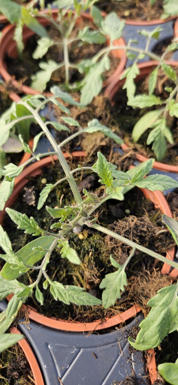 Tomato 'Tumbling Tom Yellow'3 Tomato Tumbling Tom Yellow