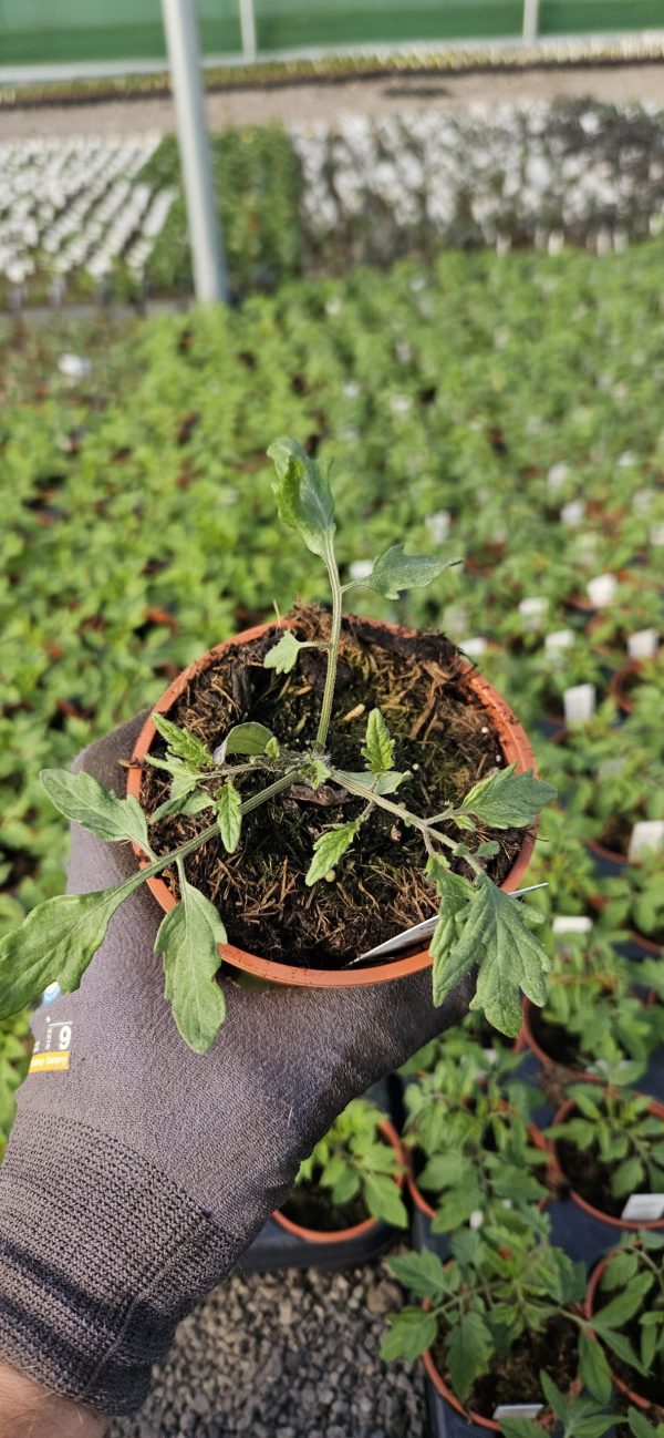 Tomato Tumbling Tom Yellow