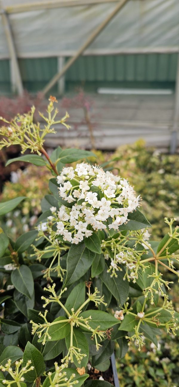 Viburnum tinus 'Eve Price'