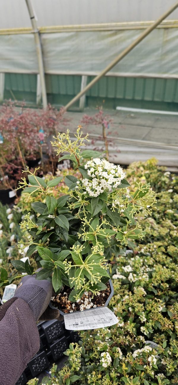 Viburnum tinus 'Eve Price'