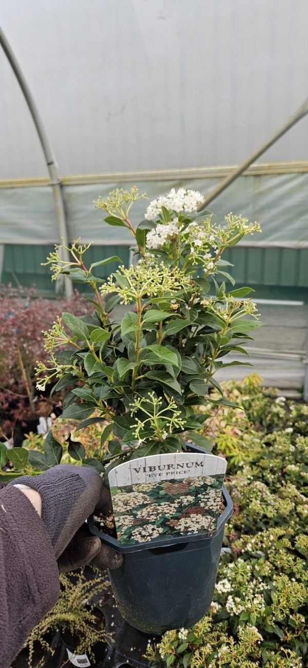 Viburnum tinus 'Eve Price'
