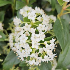 Viburnum tinus 'Eve Price'