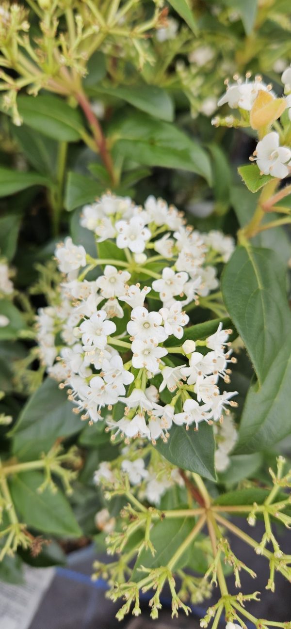 Viburnum tinus 'Eve Price'