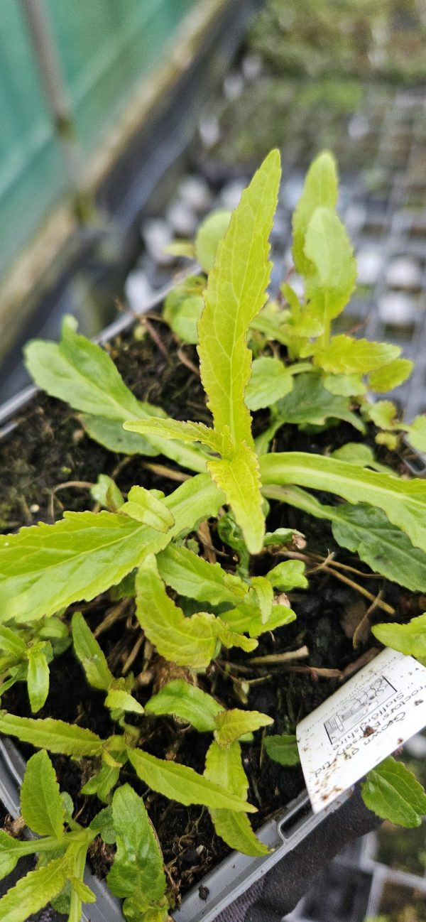 Campanula Flore Pleno 3