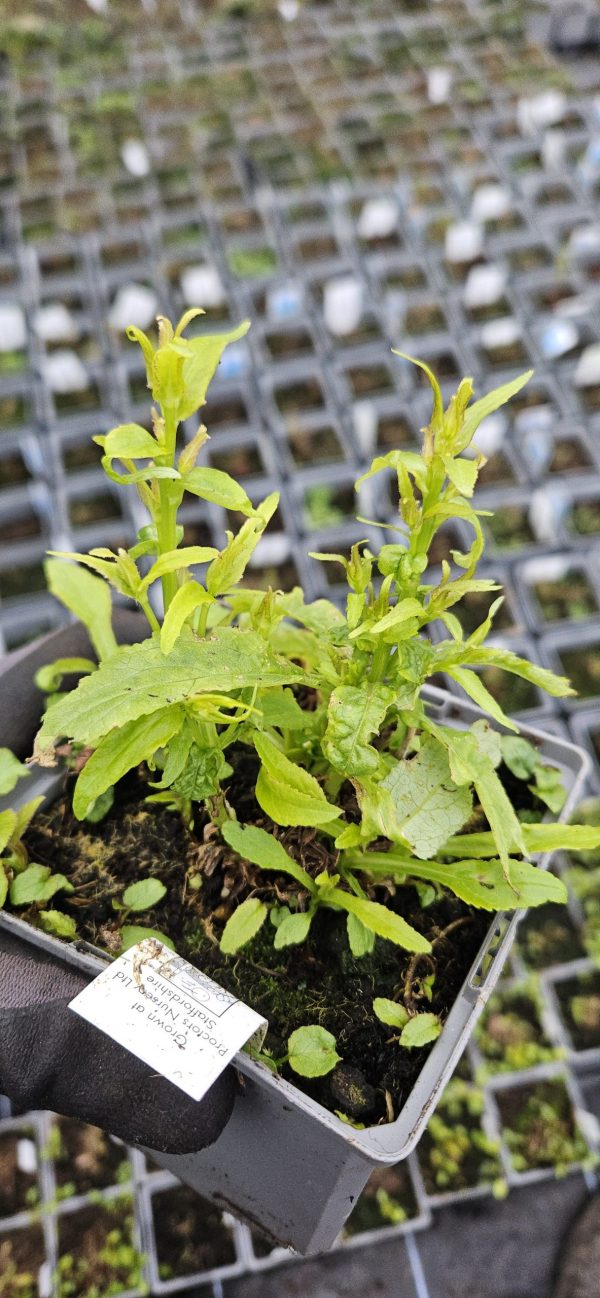 Campanula Flore Pleno 4