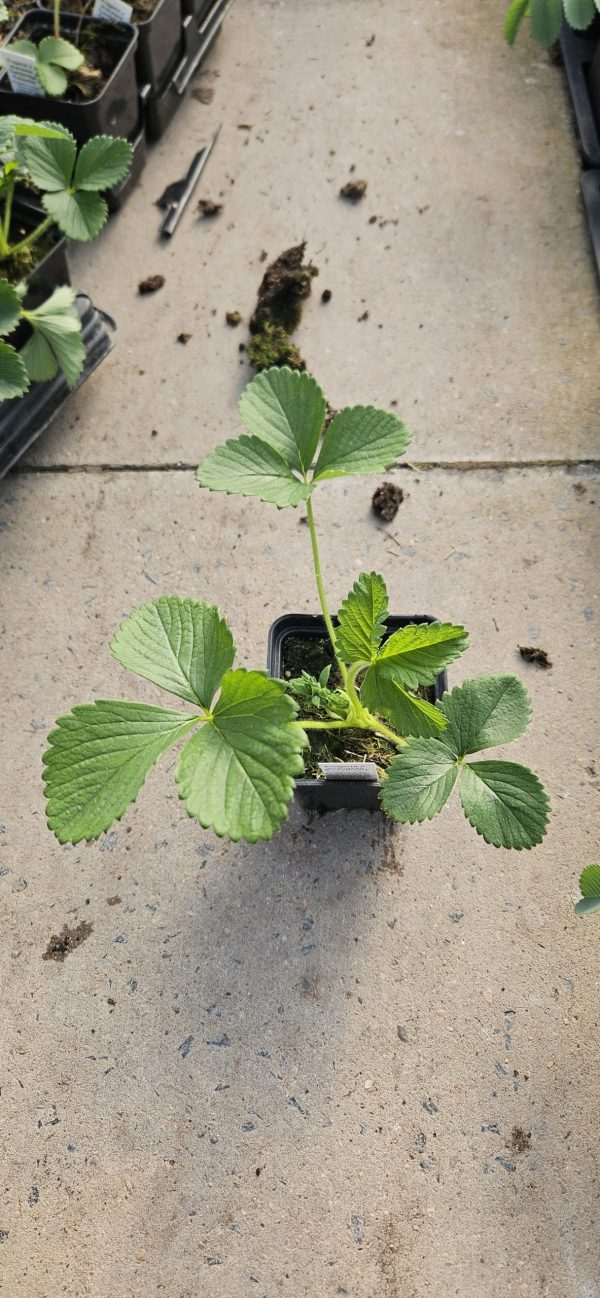 Strawberry 'Sweetheart'