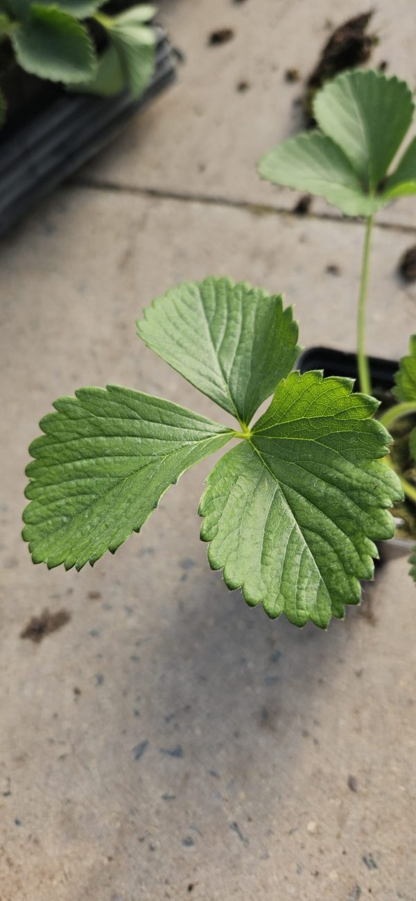 Strawberry 'Sweetheart'