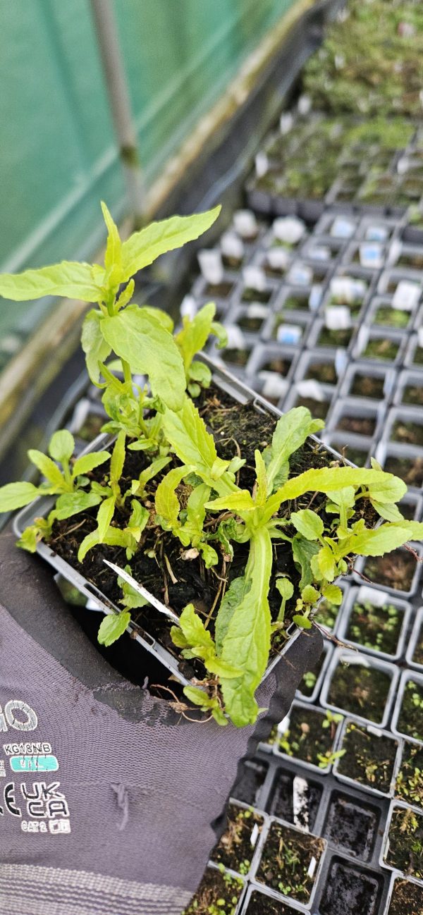 Campanula Flore Pleno 2