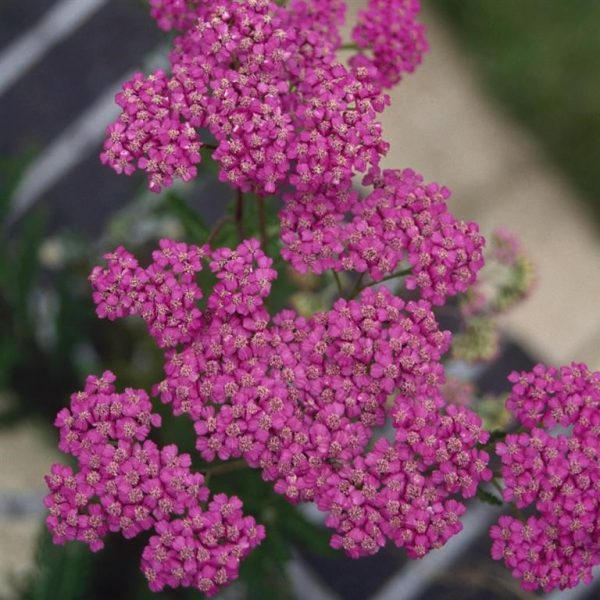 Achillea 'Lilac Beauty