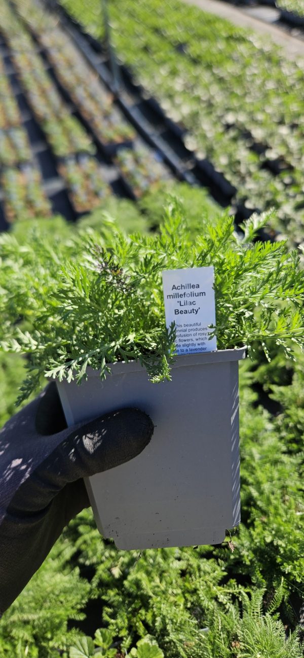 Achillea 'Lilac Beauty