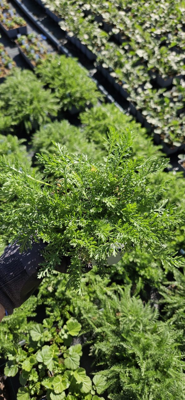 Achillea 'Lilac Beauty