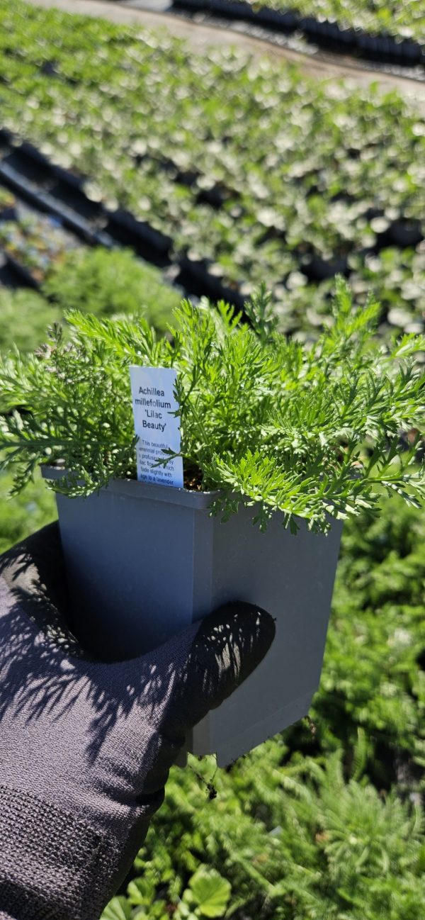 Achillea 'Lilac Beauty