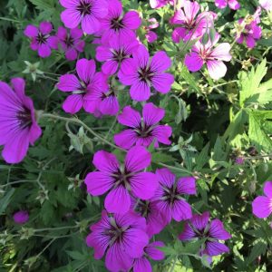 Geranium 'Patricia'