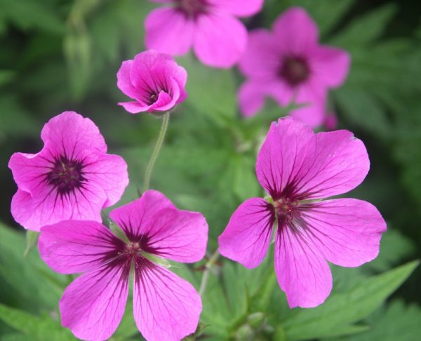 Geranium 'Patricia'
