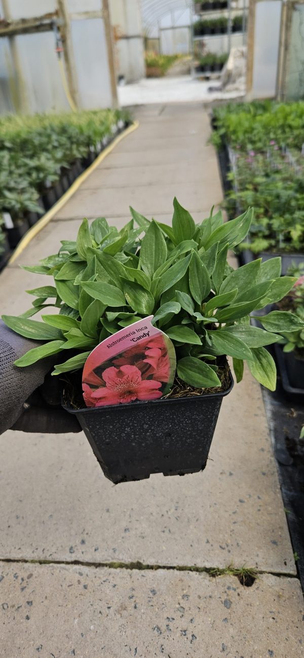 Alstroemeria 'Inca Candy' 2 Alstroemeria 'Inca Candy'