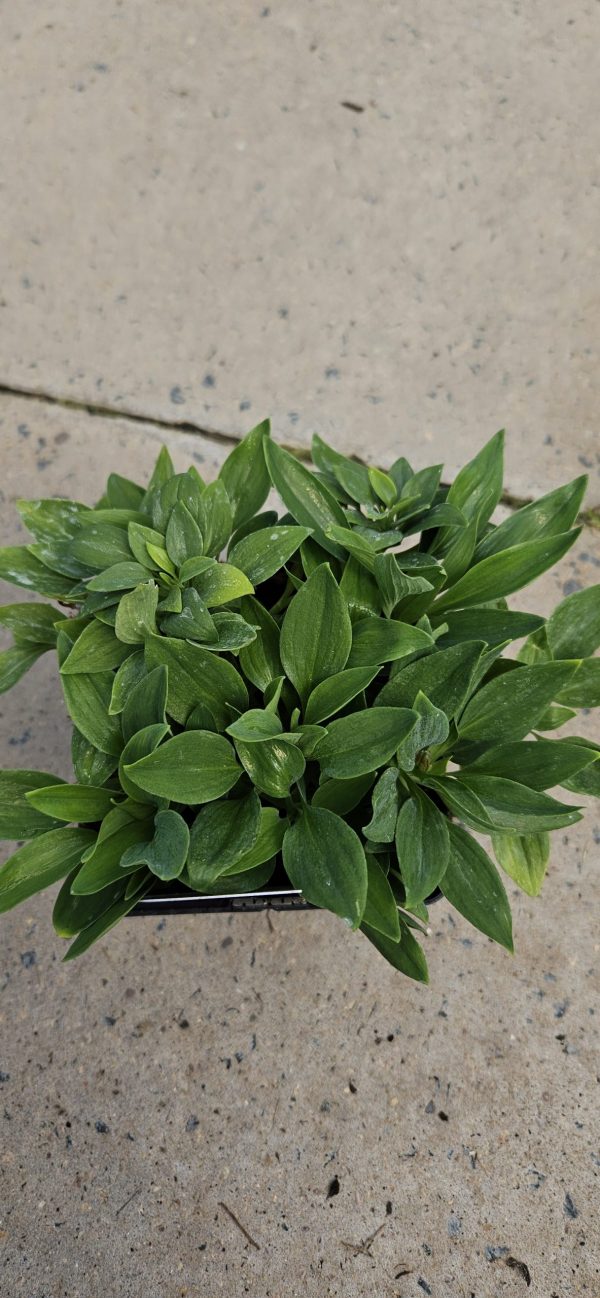 Alstroemeria 'Inca Candy' 3 Alstroemeria 'Inca Candy'