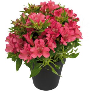 Alstroemeria 'Inca Candy'
