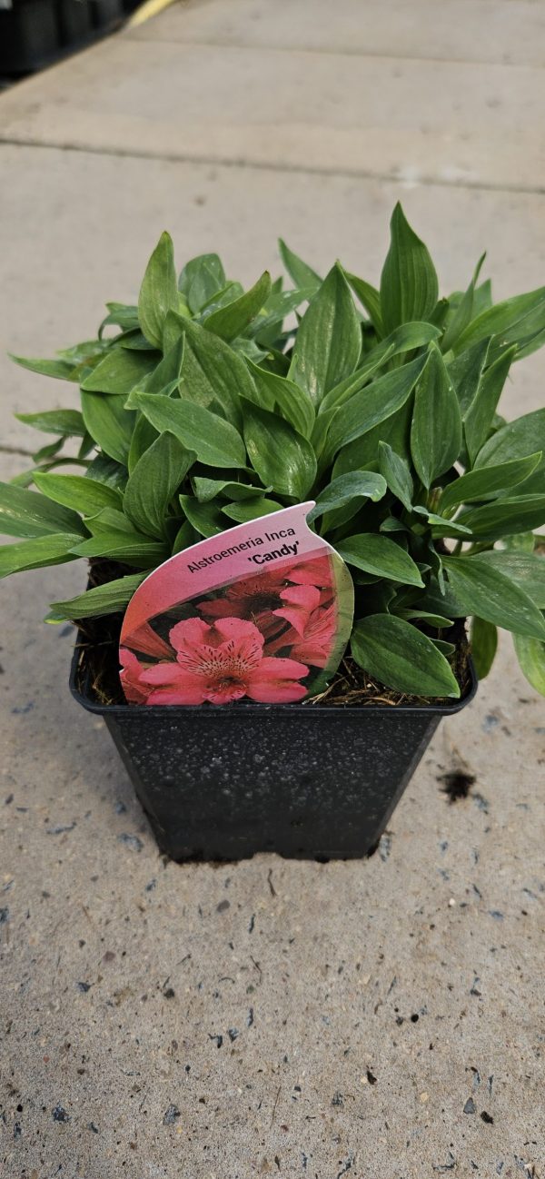 Alstroemeria 'Inca Candy' 4 Alstroemeria 'Inca Candy'