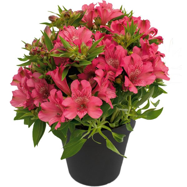 Alstroemeria 'Inca Candy' Alstroemeria 'Inca Candy'
