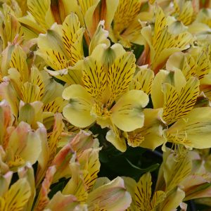 Alstroemeria 'Inca Rio'