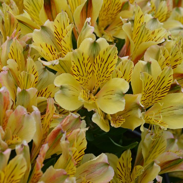 Alstroemeria 'Inca Rio' Alstroemeria 'Inca Rio'