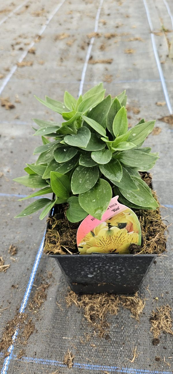 Alstroemeria 'Inca Rio'2 Alstroemeria 'Inca Rio'