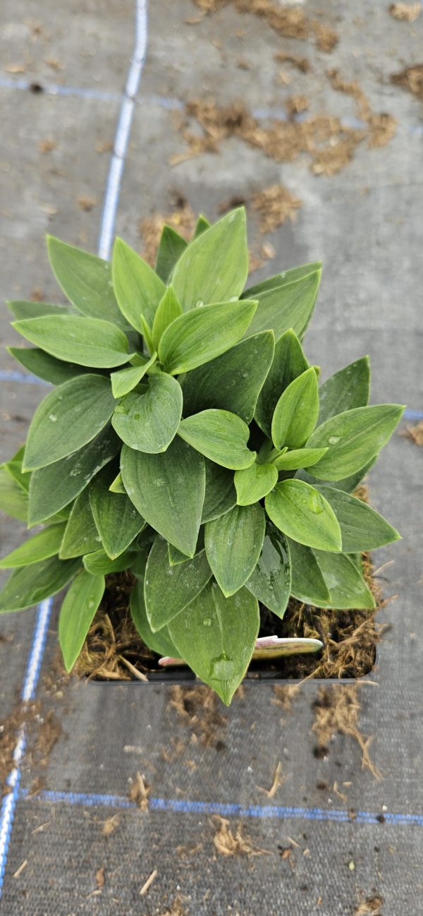 Alstroemeria 'Inca Rio'3 Alstroemeria 'Inca Rio'