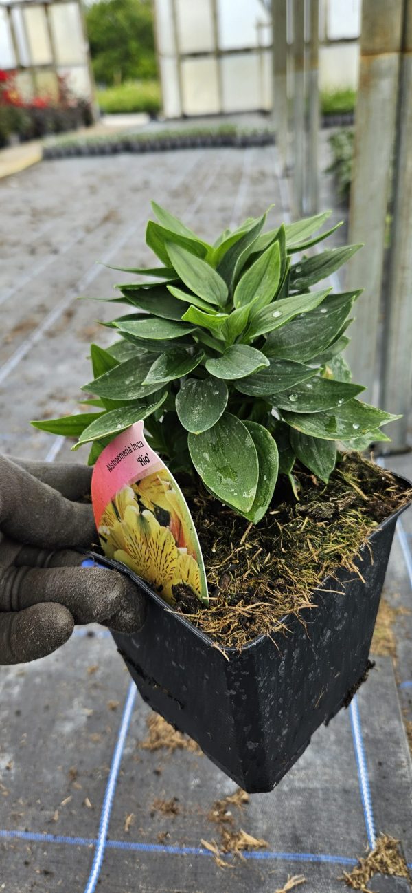 Alstroemeria 'Inca Rio'4 Alstroemeria 'Inca Rio'