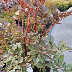 Astilbe 'Freya'
