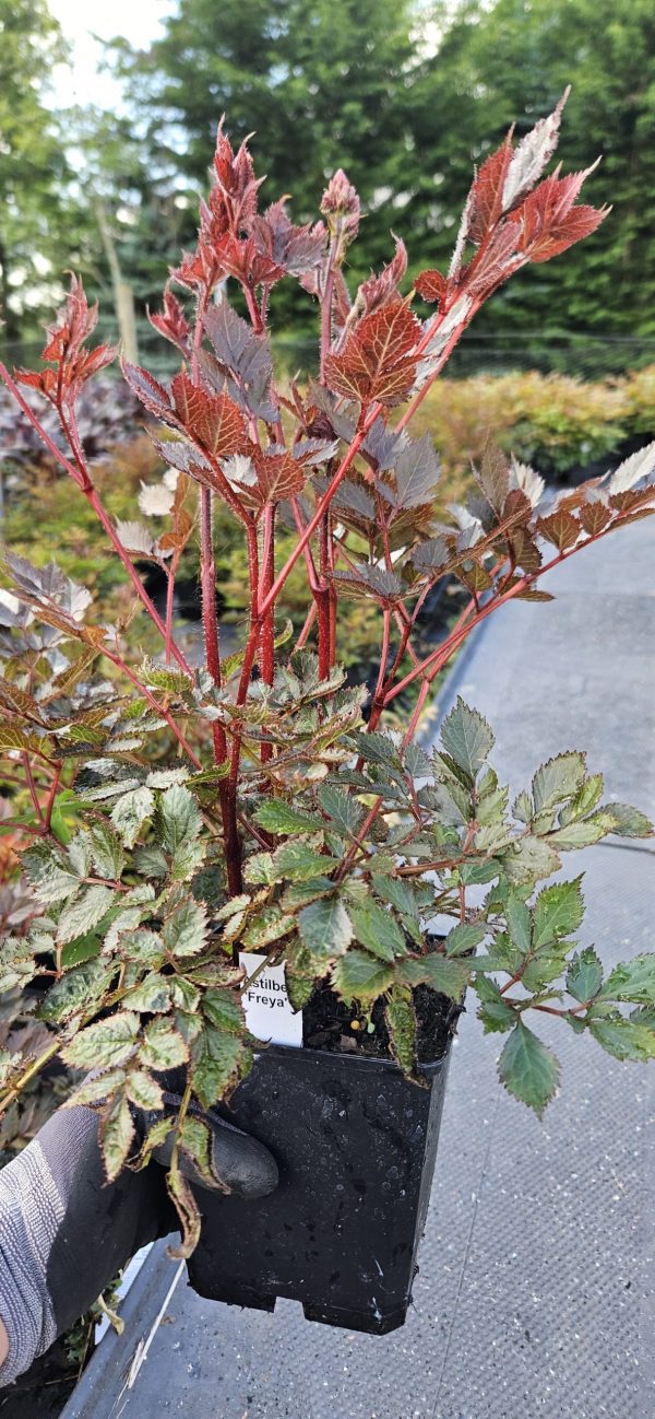 Astilbe 'Freya' Astilbe 'Freya'