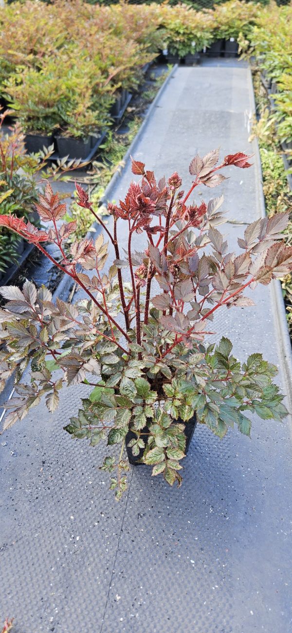 Astilbe 'Freya'2 Astilbe 'Freya'