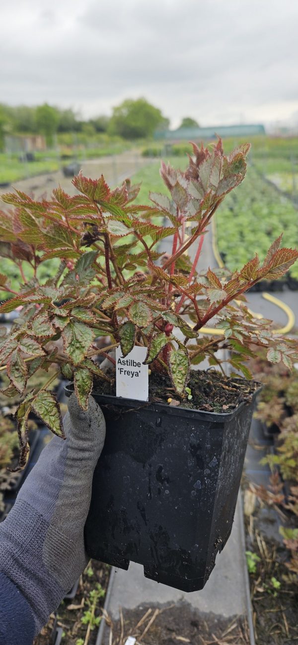 Astilbe 'Freya'3 Astilbe 'Freya'