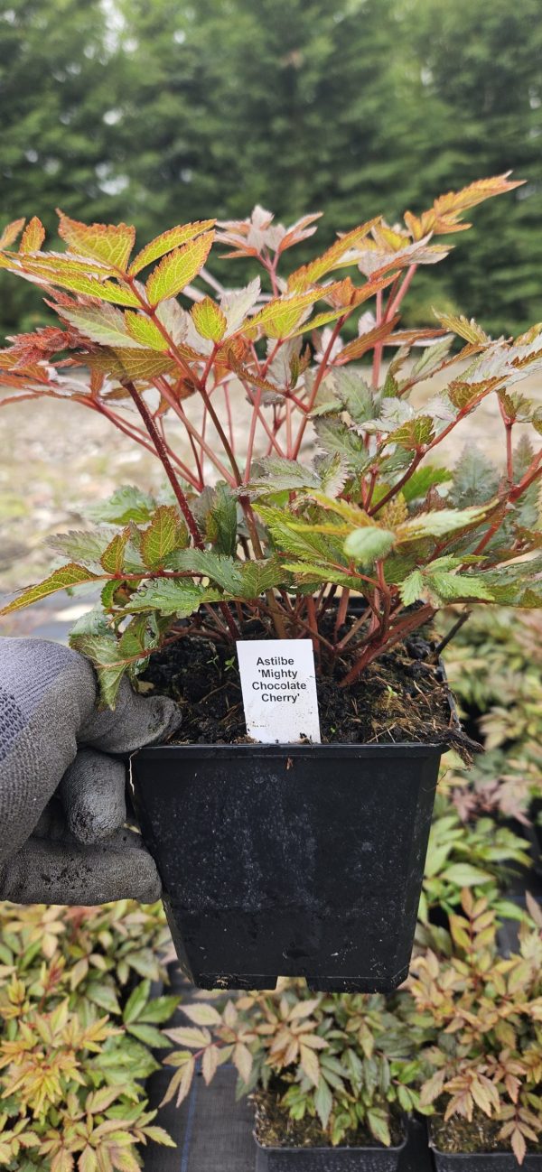 Astilbe 'Mighty Chocolate Cherry' 3 Astilbe 'Mighty Chocolate Cherry'