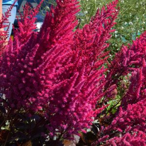 Astilbe 'Mighty Chocolate Cherry'