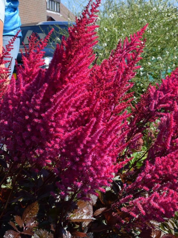 Astilbe 'Mighty Chocolate Cherry' Astilbe 'Mighty Chocolate Cherry'