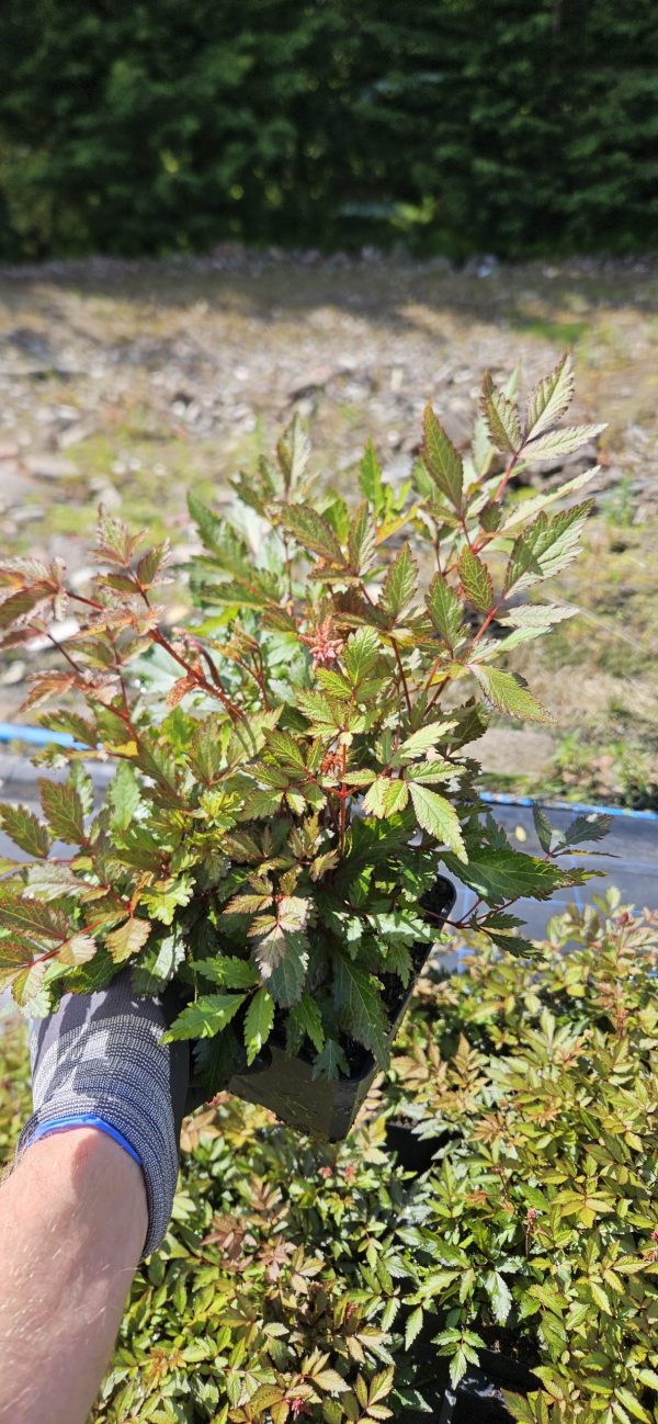 Astilbe 'Mighty Chocolate Cherry'2 Astilbe 'Mighty Chocolate Cherry'