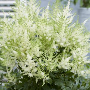 Astilbe 'Mojito'
