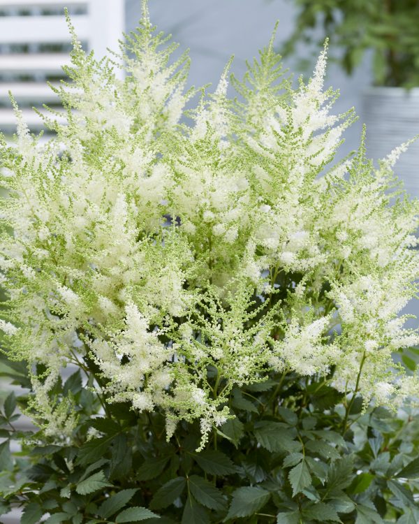 Astilbe Mojito Astilbe 'Mojito'