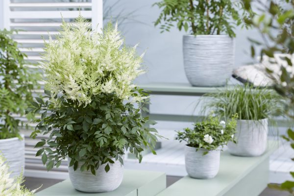 Astilbe Mojito Astilbe 'Mojito'