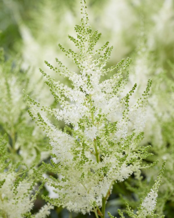 Astilbe Mojito Astilbe 'Mojito'