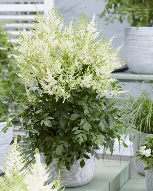 Astilbe Mojito Astilbe 'Mojito'