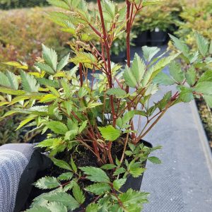 Astilbe japonica 'Luna'